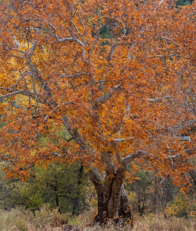 Picture of SYCAMORE TREE-EAST VERDE RIVER-ARIZONA-USA