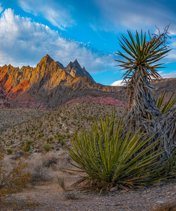 Picture of RED ROCK CANYON NATIONAL CONSERVATION AREA NEAR LAS VEGAS-NEVADA