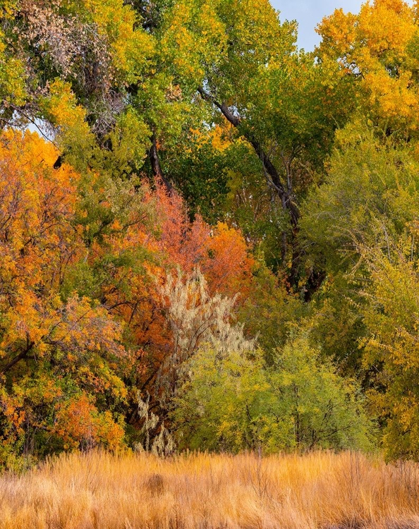 Picture of VERDE RIVER VALLEY NEAR CAMP VERDE-ARIZONA-USA