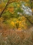 Picture of VERDE RIVER NEAR CAMP VERDE-ARIZONA-USA