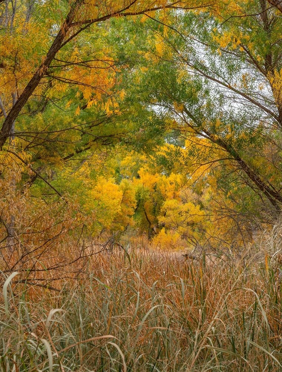 Picture of VERDE RIVER NEAR CAMP VERDE-ARIZONA-USA