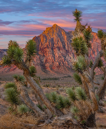 Picture of RED ROCK CANYON NATIONAL CONSERVATION AREA-NEVADA-USA