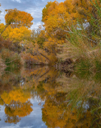 Picture of DEAD HORSE RANCH STATE PARK-ARIZONA-USA