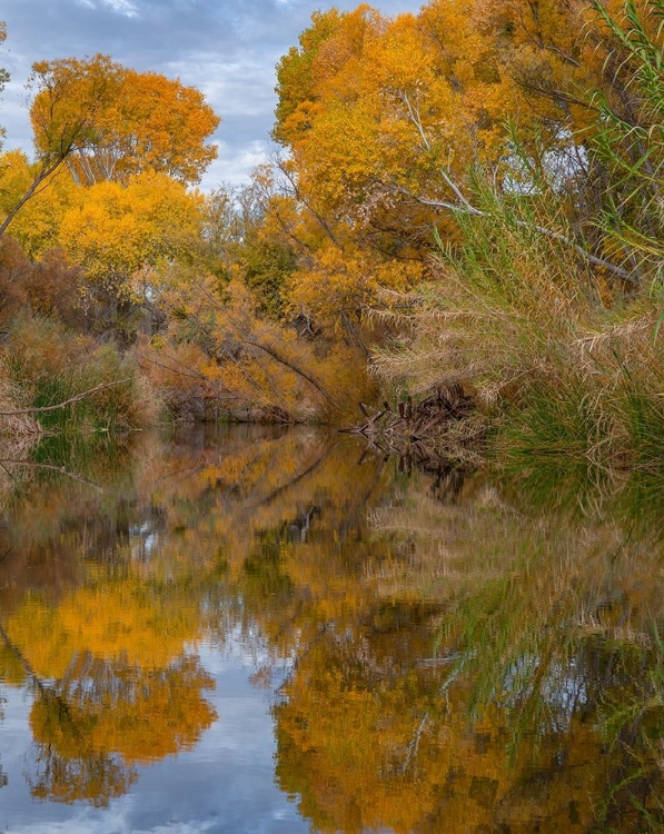 Picture of DEAD HORSE RANCH STATE PARK-ARIZONA-USA