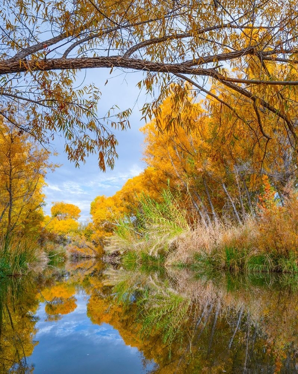 Picture of DEAD HORSE RANCH STATE PARK-ARIZONA-USA