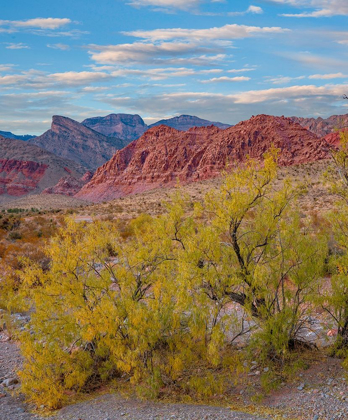 Picture of CALICO HILLS-RED ROCK CANYON NATIONAL CONSERVATION AREA-NEVADA