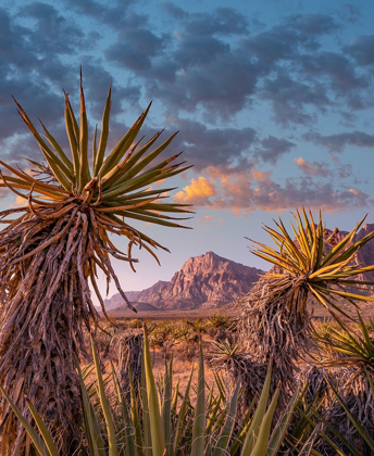 Picture of RED ROCK CANYON NATIONAL CONSERVATION AREA NEAR LAS VEGAS-NEVADA