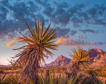 Picture of RED ROCK CANYON NATIONAL CONSERVATION AREA NEAR LAS VEGAS-NEVADA