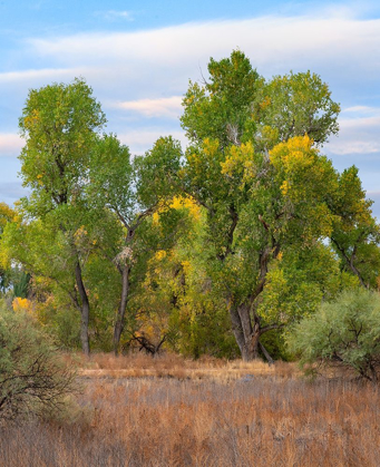 Picture of RIVERINE FOREST-DEAD HORSE RANCH STATE PARK-ARIZONA