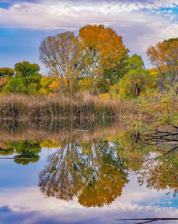 Picture of DEAD HORSE RANCH STATE PARK-ARIZONA-USA