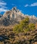 Picture of LONE PINE AND COTTONWOOD TREE-SIERRA NEVADA-CA