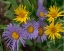 Picture of MOUNTAIN DAISES AND ALPINE SUNFLOWERS