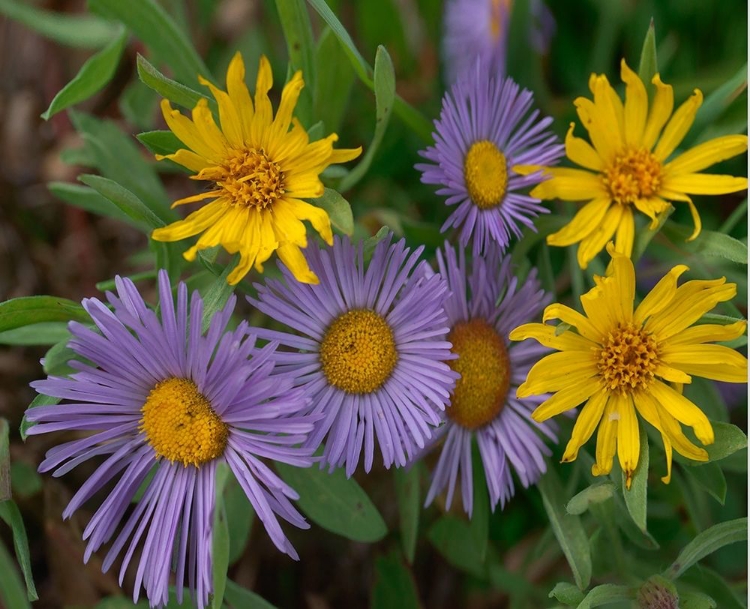 Picture of MOUNTAIN DAISES AND ALPINE SUNFLOWERS