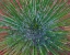 Picture of NARROW LEAF AGAVE 