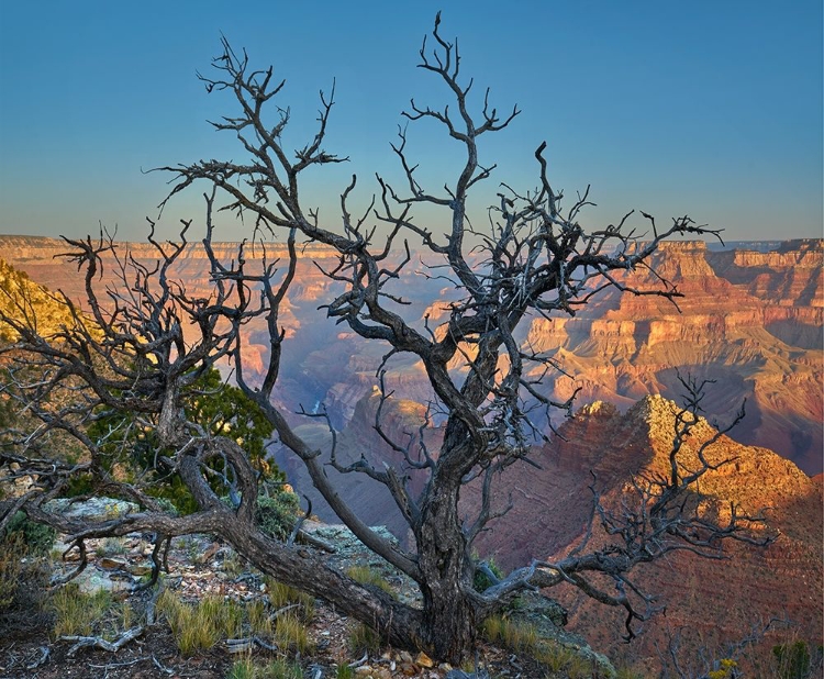 Picture of DEAD PINE AT DESERT VIEW