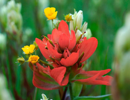 Picture of RED PAINTBRUSH COLORADO