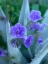 Picture of BLUE PHACELIA AND AGAVE I