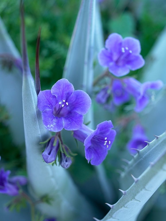 Picture of BLUE PHACELIA AND AGAVE I