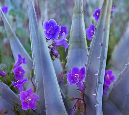 Picture of BLUE PHACELIA AND AGAVE II