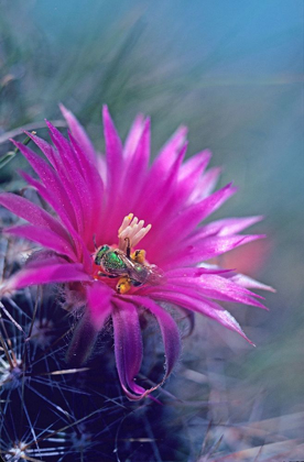 Picture of BEE IN HEDGEHOG CACTUS