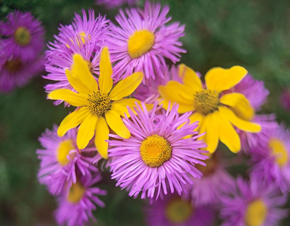 Picture of LITTLE SUNFLOWERS AND ASTERS