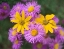 Picture of LITTLE SUNFLOWERS AND ASTERS