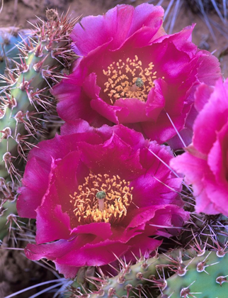Picture of GRIZZLY BEAR CACTUS IN BLOOM