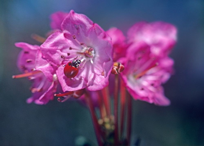 Picture of SPOTLESS LADYBUG