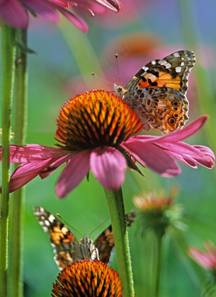 Picture of PAINTED LADY BUTTERFLY