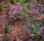 Picture of RHODODENDRON IN BLOOM