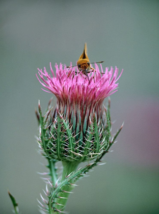 Picture of LEAST SKIPPER BUTTERFLY ON BULL THISTLE