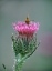 Picture of LEAST SKIPPER BUTTERFLY ON BULL THISTLE