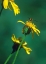 Picture of BEE ON GOLDEN EYES BLOOM