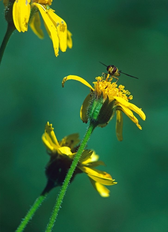 Picture of BEE ON GOLDEN EYES BLOOM