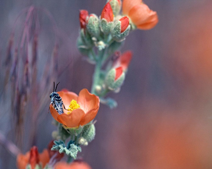 Picture of DESERT GLOBEMALLOW II