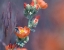 Picture of DESERT GLOBEMALLOW II