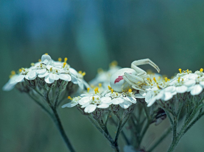 Picture of RED SPOTTED CRAB SPIDER ON QUEEN ANNES LACE