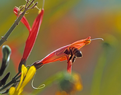 Picture of HONEY BEE IN CHUPAROSA
