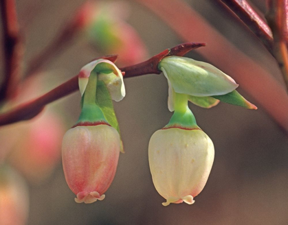 Picture of BLUEBERRY BLOSSOMS