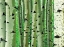 Picture of ASPEN TRUNKS