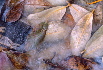 Picture of FROZEN WILLOW LEAVES AND GROUSE FEATHER