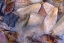 Picture of FROZEN WILLOW LEAVES AND GROUSE FEATHER
