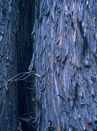 Picture of YELLOW CEDAR TRUNKS