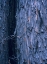 Picture of YELLOW CEDAR TRUNKS