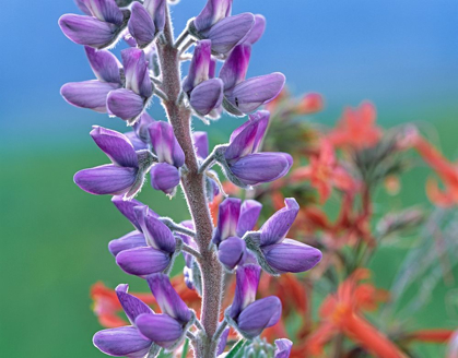 Picture of LUPINE WITH SCARLET GILIA