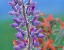 Picture of LUPINE WITH SCARLET GILIA