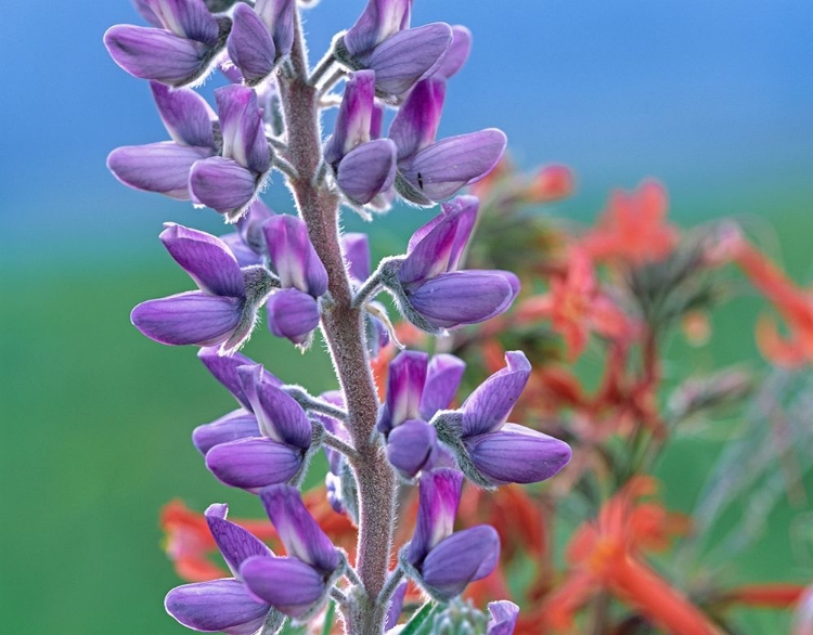 Picture of LUPINE WITH SCARLET GILIA