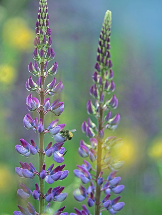 Picture of TALL LUPINES I