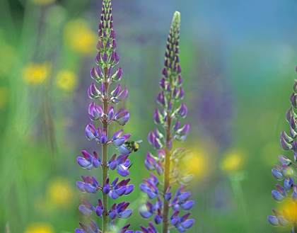 Picture of TALL LUPINES II
