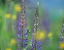 Picture of TALL LUPINES II